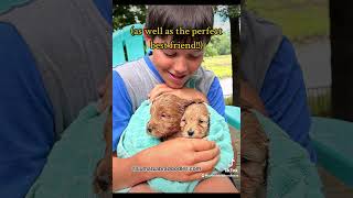 Australian Labradoodle Puppies puppy miniaustralianlabradoodles cute [upl. by Otilegna387]