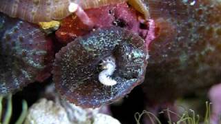 Mushroom trying to eat a Bristle Worm [upl. by Eellah909]