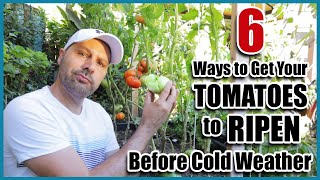 How To Quickly Ripen Green Tomatoes [upl. by Eralcyram305]