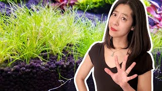 5 Things I Wish I Knew About Substrates for Planted Aquariums [upl. by Compte786]