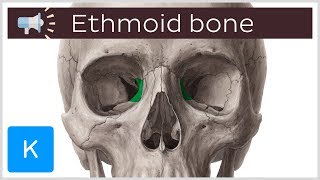 Ethmoid bone  Anatomical terms pronunciation  Kenhub [upl. by Nedra955]