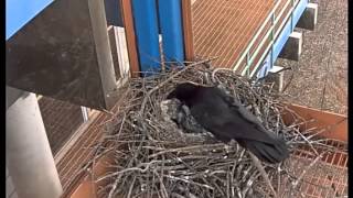 Wing Feathers Emerging on Baby Raven [upl. by Hike777]