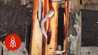 Dare to Eat the Philippines’ Delectable Woodworms [upl. by Akimad]