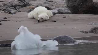 Polar bear starving to death during glacier calving [upl. by Calloway]