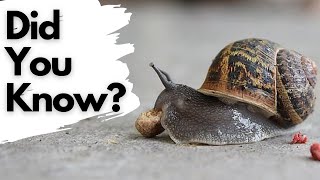 Things You Need To Know About GARDEN SNAILS [upl. by Noired]