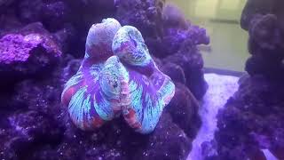 【SSTV】Colourful Open Brain Coral In The Tank [upl. by Eliam667]