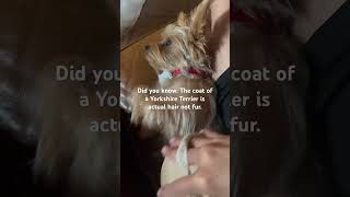 Yorkshire Terrier 101 yorkie dog mickypoo yorkshire yorkiesofyoutube [upl. by Ahsilam]