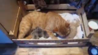 Mother cat adopts orphaned hedgehogs [upl. by Rrats]