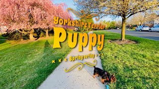 Yorkshire Terrier Puppy spring outing [upl. by Nnairret113]