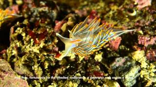 Opalescent Nudibranchs  mystery behaviour [upl. by Akela]