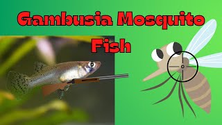 Gambusia Mosquito Fish [upl. by Indnahc]