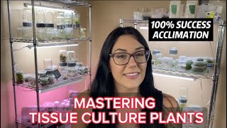 MASTERING TISSUE CULTURE PLANTS  HOW TO ACCLIMATE PLANTS FROM TISSUE CULTURE [upl. by Aremahs224]