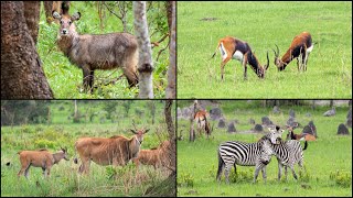 ZAMBIA Nsobe Game Camp  Game Drive [upl. by Harias844]