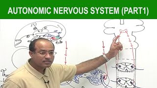 Autonomic Nervous System  Neurology  Neuroanatomy  Part 1🧠 [upl. by Anaik146]