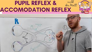 Pupillary light reflex and Accommodation reflex [upl. by Asha703]