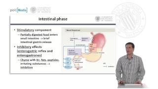 El estómago Fisiología y regulación  518  UPV [upl. by Aria]