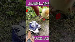 SEPATU RODA BUAT AYAM KECILKU shortvideo viralvideo [upl. by Enivid]