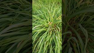 Grass plant very beautiful ❤️❤️watchshort videos viral video [upl. by Zeuqram]