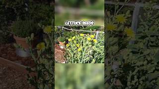 Amazing Lettuce Seed Making Process Revealed gardeningsecrets seedsaving lettuce [upl. by Yenhpad]