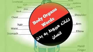 Human Body Organs Words  لغات مربوط به بدن انسان [upl. by Emmye]