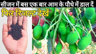 How to fertilize Mango plant  how to get more fruits on mango  Care of mango plant [upl. by Assilev379]