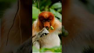 Red Colobus Monkey Eating [upl. by Hecklau]