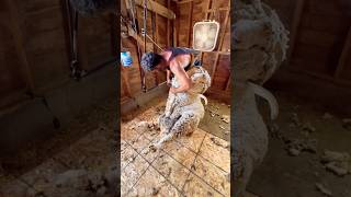 ⁠brandonbuelt8860 shearing a purebred Rambouillet ram 🐏 Men do yourself a favor buy Jimmy Choo [upl. by Frasco]