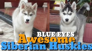 Beautiful Siberian Husky Blue Eyes Home in Siliguri Light Copper amp Black and White Coat [upl. by Ninaj]