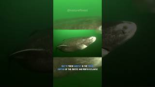 Oldest Living Shark 500 Years Strong  Greenland Shark [upl. by Faust136]