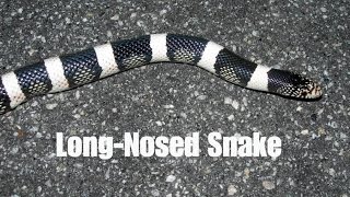 LongNosed Snake [upl. by Rehm]