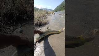 Giant Fish Catching By Hook  shorts fishing [upl. by Busey]