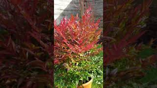 Nandina Domestica quotObsessedquot [upl. by Bolme244]