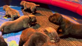 Cane Corso puppies day 14 [upl. by Hayila]