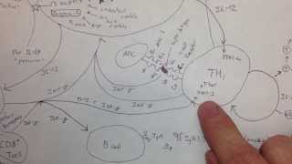 M1 Macrophage Cytokines Updated [upl. by Meeharbi]