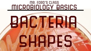 Bacteria Shapes Microbiology Lectures [upl. by Asirahc]