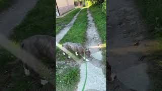 АМСТАФФ МИРАГУЛЯТЬ МАЛЫШКА pitbull dogbreed pitbullstud staffy cat americanbully собака [upl. by Buff]