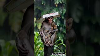 Monkey Saves Kitten from Rain with Pizza Box [upl. by Edualcnaej]