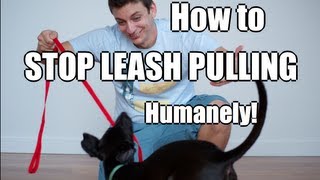 How to Train Your Dog to NOT PULL on the Leash [upl. by Raynor]