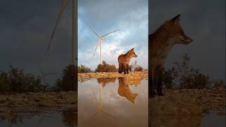 Wind farm amp 🦊🦊☃️ greenenergy nature turbine 💨 [upl. by Lemahs]