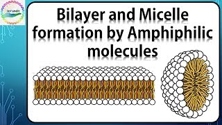 Bilayer and Micelle formation by Amphiphilic molecules [upl. by Rufe]