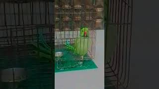 Angry parrot 🦜 parrot talking cute parrot talkingpopular shorts cuteparrot talking shortsupport [upl. by Ahsenot]