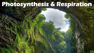 Photosynthesis and Respiration [upl. by Alinoel]