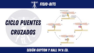 CICLO DE PUENTES CRUZADOS CONTRACCIÓN MUSCULAR FISIOBITS [upl. by Iden]