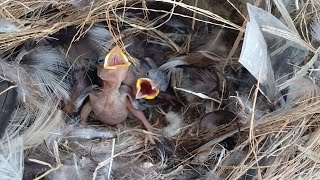 EP04 Old World sparrows Bird Find locust food for her chicks to eat in the nest [upl. by Kingsbury]