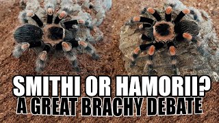 How To Identify Brachypelma smithi vs hamorii [upl. by Shreve]