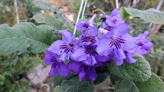 Cuidados del Streptocarpus  Streptocarpo  Prímulas del Cabo [upl. by Sorcim]