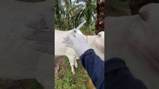 Injection lagane ka Sahi tarika 💉 veterinary animals cow [upl. by Ellehcrad]