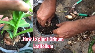 How to plant Crinum Latifolium Pha Sopheak [upl. by Alverta617]