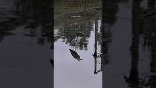 Heron  Sankey canal Penketh [upl. by Naihs598]