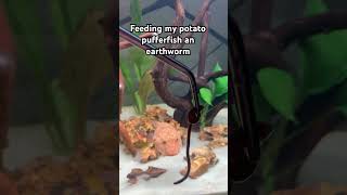 Earthworm dinner for my red Congo pufferfish pufferfish aquarium trending fy cute funny [upl. by Ahsercel568]